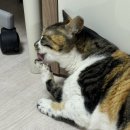 차차그루밍 이미지