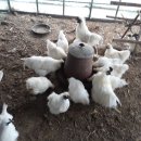 백봉