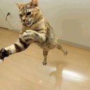 날으는고양이 이미지