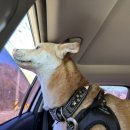 오늘도 편안하개 이미지