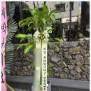 수원 용인 성남 개업화분 후기 │ 경기남부 오피스·상가 납품 사례