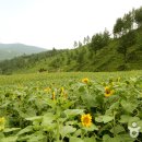 태백해바라기축제 & 함백산 야생화축제 이미지