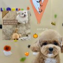 부산 강아지 24시 애견미용호텔유치원 도그드림(서면점) 이미지