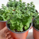 무성농장 | 애플민트 모종, 싱그러움 가득한 나만의 허브 농장 애플민트 정착했습니다