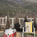 해피 도그 데이 이미지