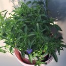 로벨리아 이미지