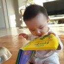 댕이맘마 이미지