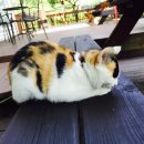 동갈보대 이미지