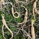 충실농장 | 한국기행 영덕 깻잎김치 농장 택배 주문 정보