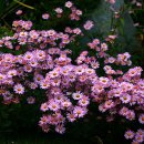 구절초로 이미지