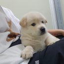 [동의요청] 상계역 노상에서 아무나가져가라는 1개월 강아지 구조동의 요청합니다. 이미지