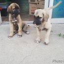 와일드캉갈 이미지