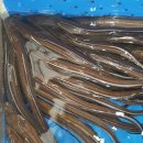 바다장어 이미지