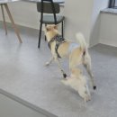 놀다올개 이미지