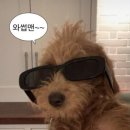 멋찐여우 이미지