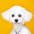 멍믈리에 이미지