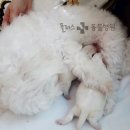 해운대 플러스동물병원 이미지