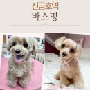 바스멍 이미지