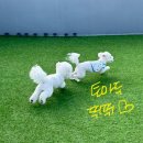 모글리몽 이미지