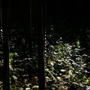 대나무골 테마파크/강천산 단풍 이미지