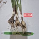 불여우 마이피코티 수드티락 이미지