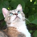 고양이를 부탁해 이미지