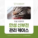 수지성복SL동물병원 | 10살 고양이의 만성 신부전 관리 케이스 🐱 수지구 동물병원 진료 후기