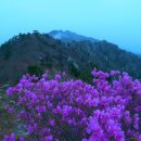 땅끝 남도의 향기 이미지