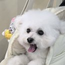 왈로하그루밍 이미지