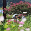 생태원길(배롱나무길) 이미지