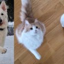 강아지와 고양이 이미지