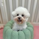 [아젤리아] 강아지 도넛 원형방석 추천 &#39;그린 플라워 카눌레쿠션&#39;