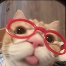 하룻강아지 이미지
