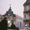 비둘기모사 이미지