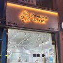 포메른 펫살롱 이미지