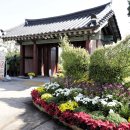 〔인천시〕 계양 아라온 백일홍 &amp; 국화꽃 축제 이미지