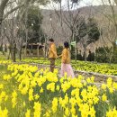 숲속의 산책 | [공지] 경남 산책, 월아산 숲속의 진주 수선화 보고왔어요(실시간 후기)