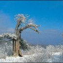 대성여관 이미지