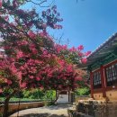 무산사 | 배롱나무 꽃 아름다운 군산 옥구향교 &amp; 옥산서원(전북 군산시 옥구읍 광월길 33-50,옥구읍 상평리 626)