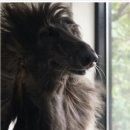 이누아이 이미지