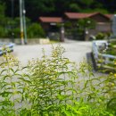 좁쌀풀 이미지