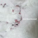 디어베어켄넬 이미지