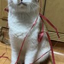 니하오마라탕 신장점 이미지