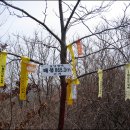 섬진강 매화축제 -쫒비산 이미지