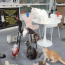 캣츠앤몬스터 이미지