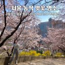 노량진근린공원 고구동산 | 서울 벚꽃 명소 추천 2026 벚꽃 개화시기 동작 중앙대 숨겨진 사람 없는 벚꽃 명소 추천 고구동산