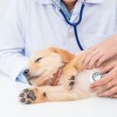 라온 반려 동물병원 이미지