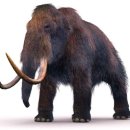 맘모스껍데기 이미지