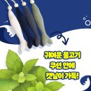 코코캣 이미지