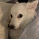 pet for you | 싱가포르 Pet Festival 2025_8월 1일~3일 진행 (티켓 구매 링크 포함)